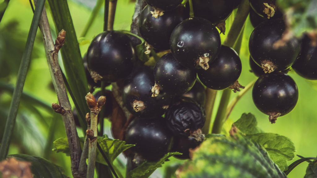 Czarna porzeczka – odkryj puree Blackcurrant MONIN